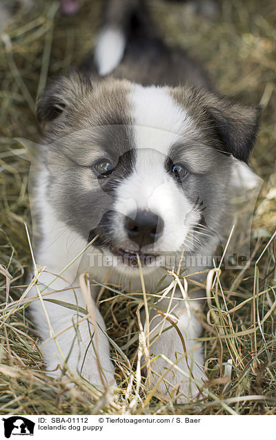 Islandhund Welpe / Icelandic dog puppy / SBA-01112