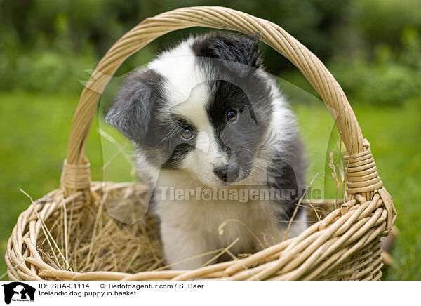 Islandhund Welpe im Krbchen / Icelandic dog puppy in basket / SBA-01114