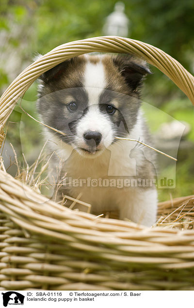 Islandhund Welpe im Krbchen / Icelandic dog puppy in basket / SBA-01116