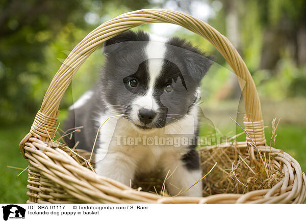 Icelandic dog puppy in basket / SBA-01117