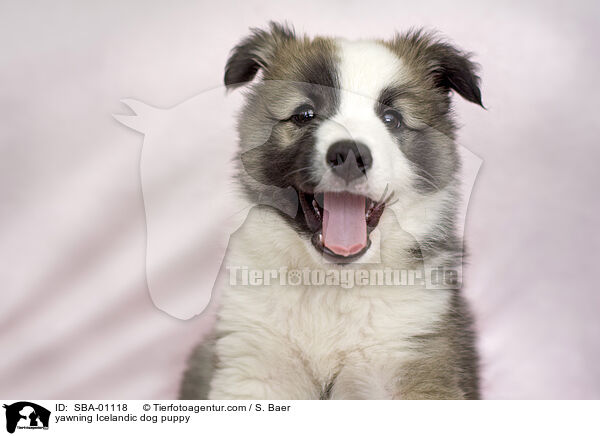 ghnender Islandhund Welpe / yawning Icelandic dog puppy / SBA-01118