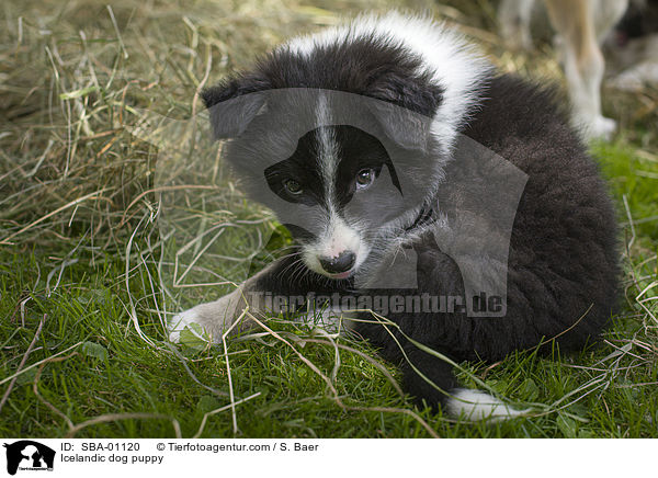 Islandhund Welpe / Icelandic dog puppy / SBA-01120