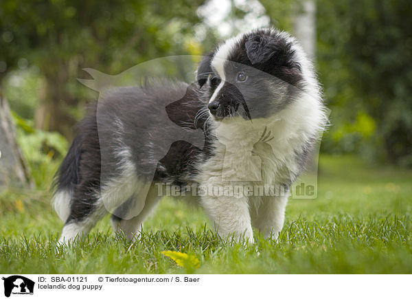 Islandhund Welpe / Icelandic dog puppy / SBA-01121