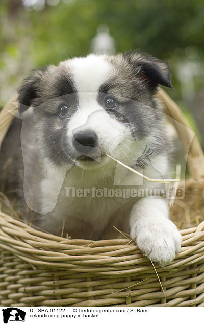 Islandhund Welpe im Krbchen / Icelandic dog puppy in basket / SBA-01122