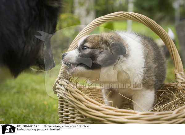 Islandhund Welpe im Krbchen / Icelandic dog puppy in basket / SBA-01123