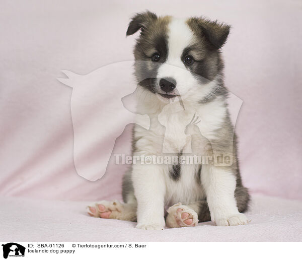 Islandhund Welpe / Icelandic dog puppy / SBA-01126