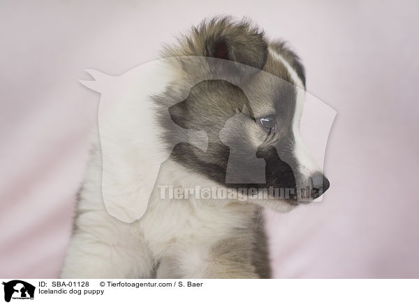 Islandhund Welpe / Icelandic dog puppy / SBA-01128