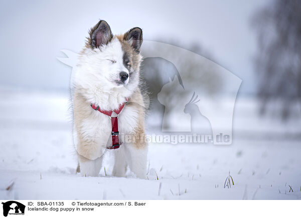 Islandhund Welpe im Schnee / Icelandic dog puppy in snow / SBA-01135