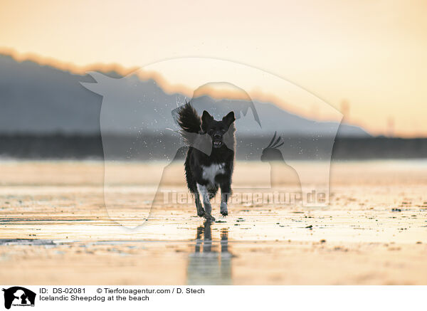 Icelandic Sheepdog at the beach / DS-02081
