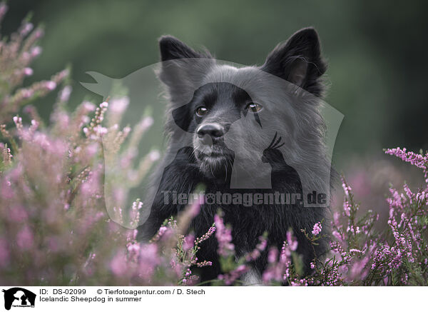 Islandhund im Sommer / Icelandic Sheepdog in summer / DS-02099