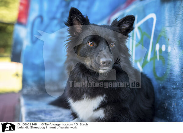 Islandhund vor Graffiti / Icelandic Sheepdog in front of scratchwork / DS-02148
