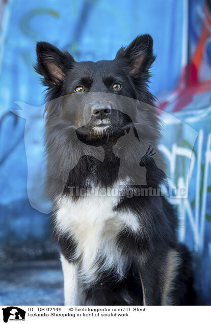 Islandhund vor Graffiti / Icelandic Sheepdog in front of scratchwork / DS-02149