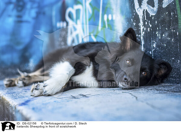Islandhund vor Graffiti / Icelandic Sheepdog in front of scratchwork / DS-02156