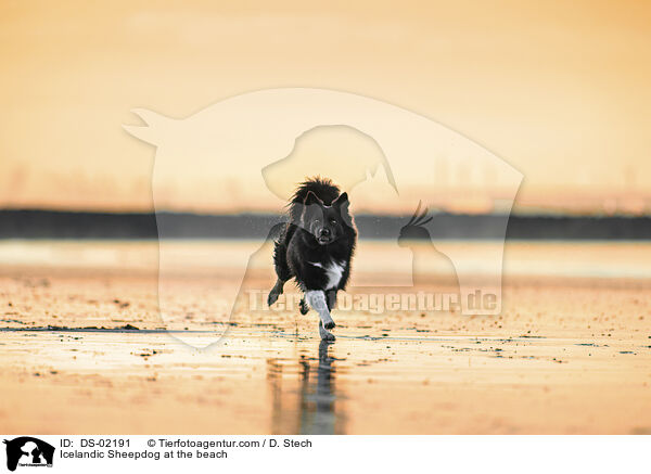 Islandhund am Strand / Icelandic Sheepdog at the beach / DS-02191