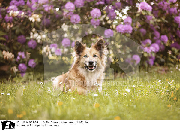 Islandhund im Sommer / Icelandic Sheepdog in summer / JAM-02855