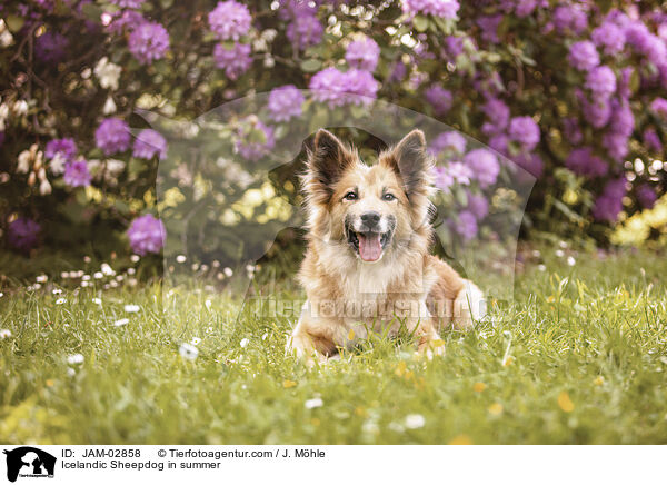 Icelandic Sheepdog in summer / JAM-02858