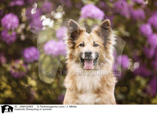 Islandhund im Sommer / Icelandic Sheepdog in summer / JAM-02865