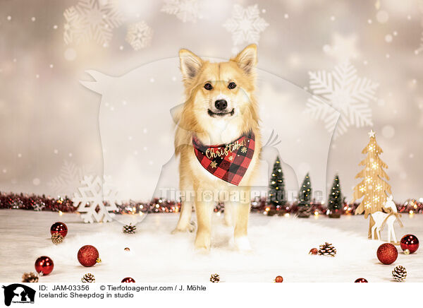 Icelandic Sheepdog in studio / JAM-03356