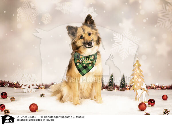 Icelandic Sheepdog in studio / JAM-03358