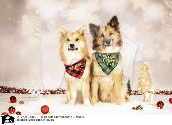 Icelandic Sheepdog in studio / JAM-03362