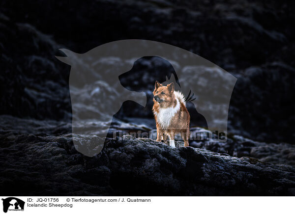 Islandhund / Icelandic Sheepdog / JQ-01756