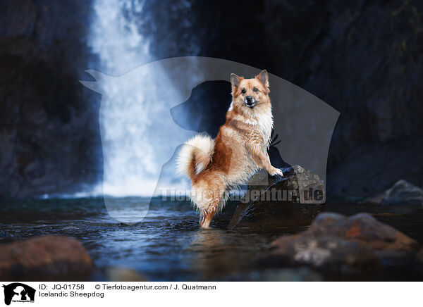 Icelandic Sheepdog / JQ-01758