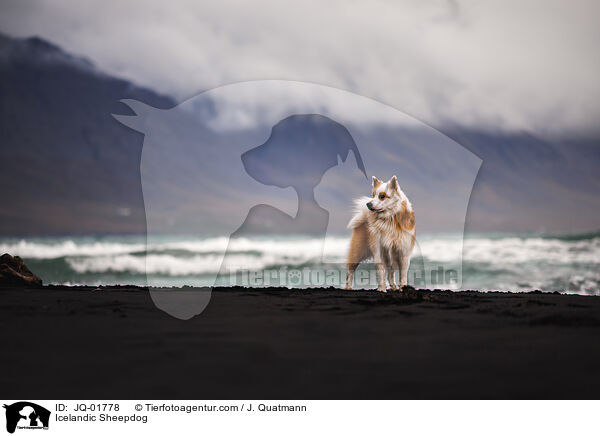 Islandhund / Icelandic Sheepdog / JQ-01778