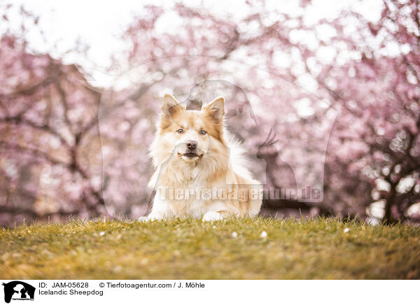 Icelandic Sheepdog / JAM-05628