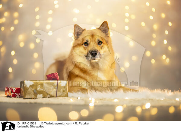 Islandhund / Icelandic Sheepdog / RP-01538