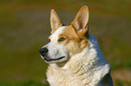 Icelandic Sheepdog