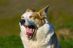 yawning dog