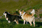 Icelandic Sheepdog