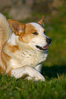 Icelandic Sheepdog