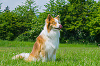 sitting Icelandic Sheepdog