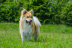 standing Icelandic Sheepdog