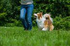 walking Icelandic Sheepdog