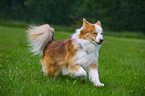 running Icelandic Sheepdog