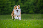 running Icelandic Sheepdog