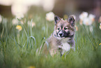 Icelandic Sheepdog Puppy