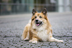 lying Icelandic Sheepdog