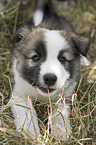 Icelandic dog puppy