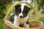 Icelandic dog puppy in basket