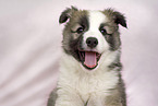 yawning Icelandic dog puppy