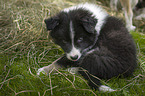 Icelandic dog puppy