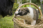 Icelandic dog puppy in basket