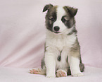 Icelandic dog puppy