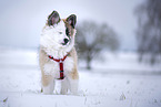 Icelandic dog puppy in snow