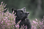 Icelandic Sheepdog in summer