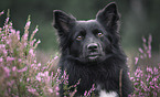 Icelandic Sheepdog in summer