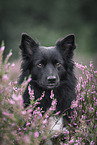 Icelandic Sheepdog in summer